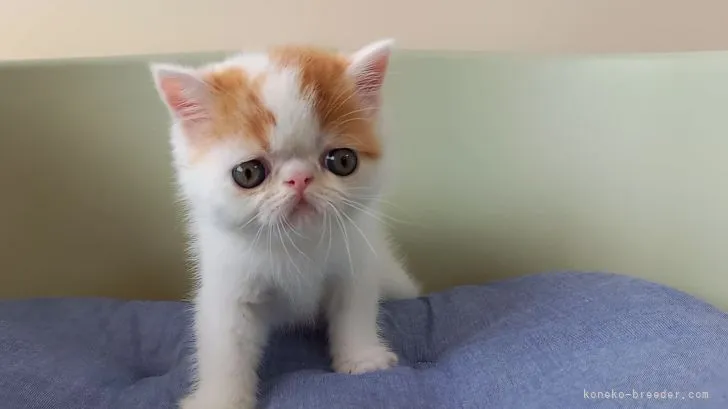 ID：2108-00986の子猫