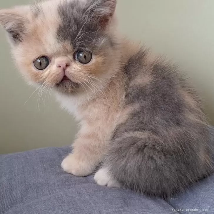 ID:2409-02867の子猫