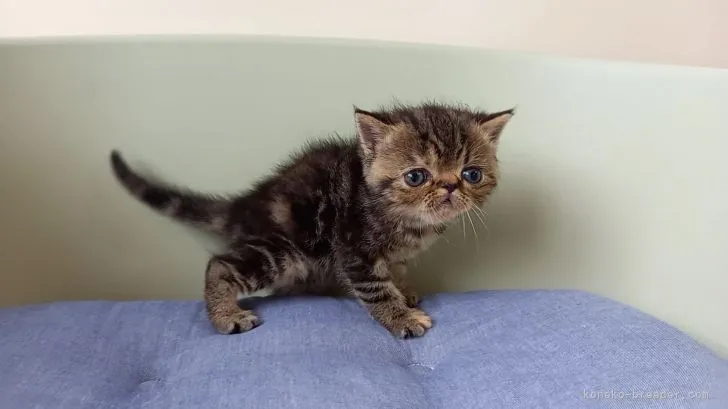 ID:2106-02786の子猫
