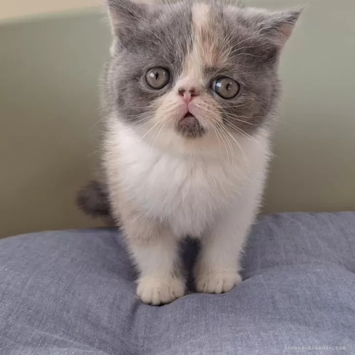 meg 様のお迎えした子猫