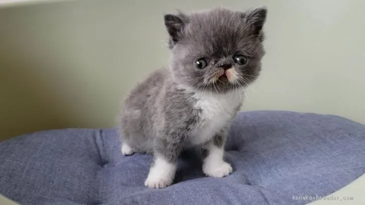 りえぽん 様のお迎えした子猫