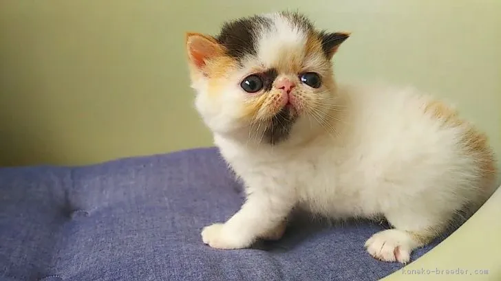ID：1808-00372の子猫