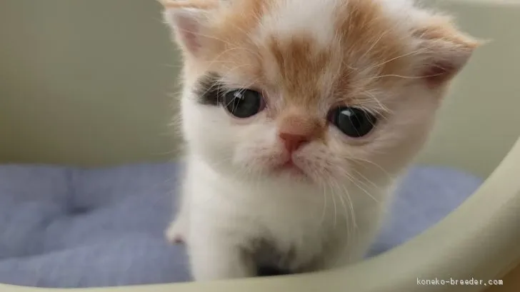 ID：2012-00088の子猫