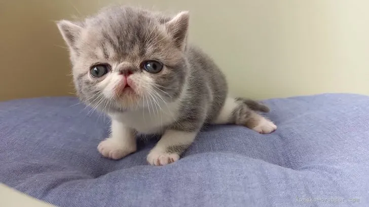 ID：2112-02118の子猫
