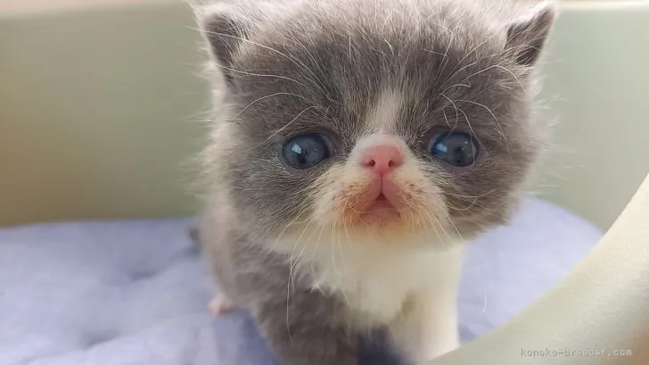 ユリア 様のお迎えした子猫