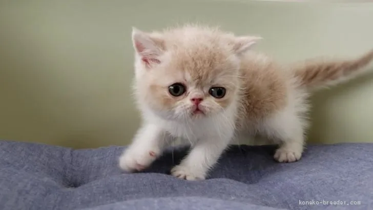 ID：1906-00285の子猫
