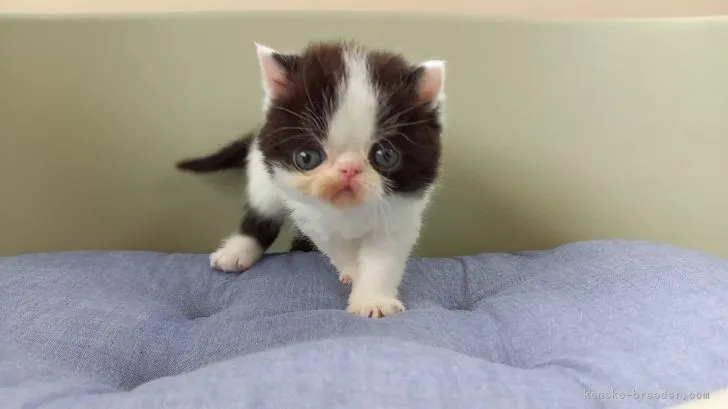 M.T 様のお迎えした子猫