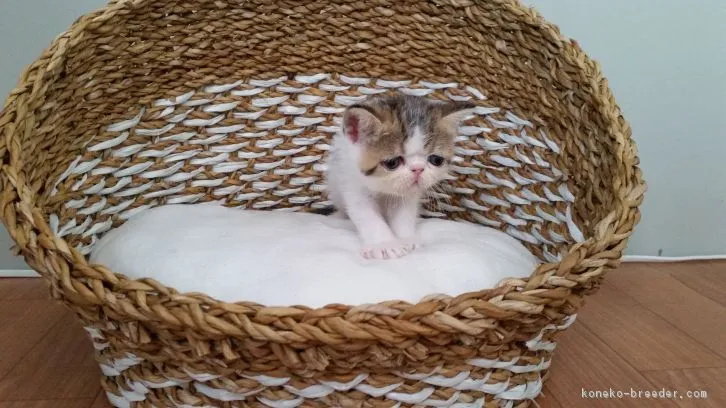 ID：1608-00688の子猫