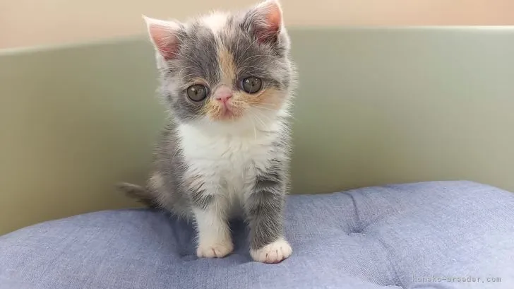 H.G 様のお迎えした子猫