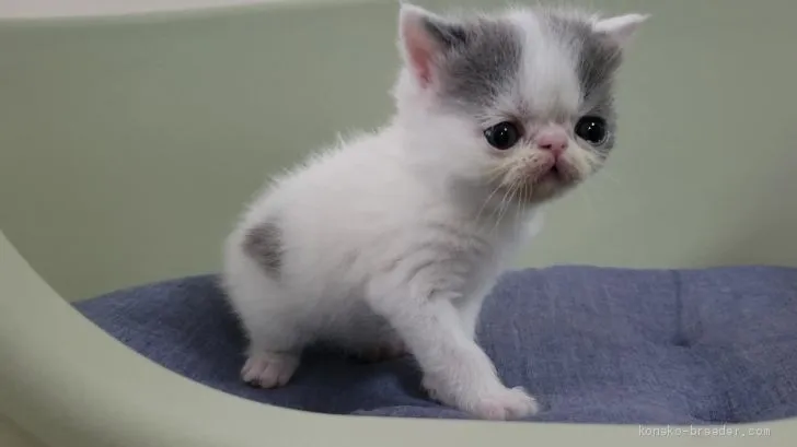 ID:2005-00835の子猫
