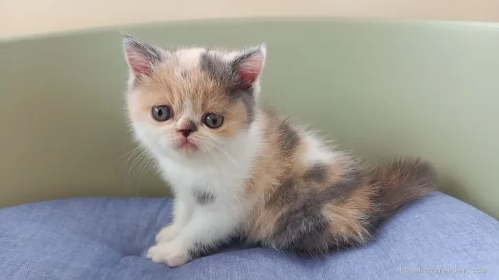 しんさん 様のお迎えした子猫