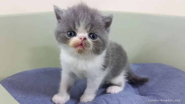 ID：2109-00713の子猫