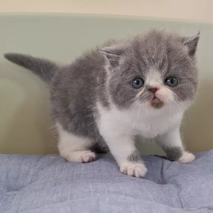 ID:2405-02112の子猫