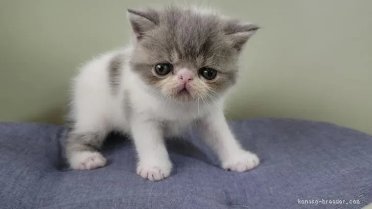 ID：1909-01157の子猫