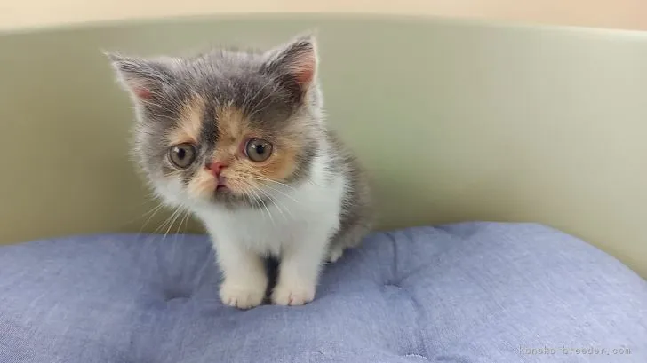 ID：2109-00709の子猫