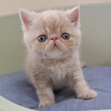 エキゾチックショートヘア【岐阜県・男の子・2024年4月26日・クリームタビー】の写真「募集期間残りわずか!！お早めにご検討お願いします!」