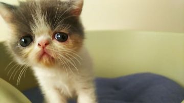 エキゾチックショートヘア【岐阜県・女の子・2018年7月10日・ダイリュートキャリコ】の写真「可愛い女の子！　募集期間はあとわずかです。」