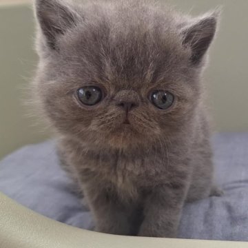 エキゾチックショートヘア【岐阜県・男の子・2024年8月26日・ブルー】の写真「かわいいブルーの男の子です！」