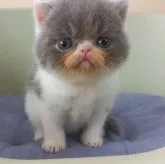 エキゾチックショートヘア【岐阜県・男の子・2023年7月29日・ブルーホワイト】の写真1