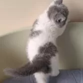 エキゾチックショートヘア【岐阜県・男の子・2024年8月11日・ブルーホワイト】の写真2