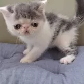 エキゾチックショートヘア【岐阜県・男の子・2024年8月5日・ブルーホワイト】の写真4