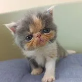 エキゾチックショートヘア【岐阜県・女の子・2023年7月26日・ダイリュートキャリコ】の写真5