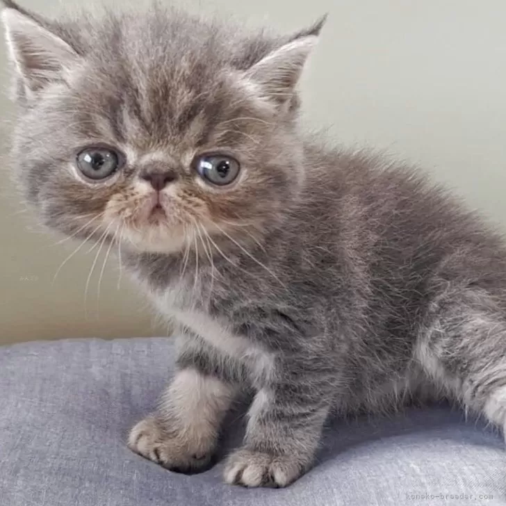 YH 様のお迎えした子猫