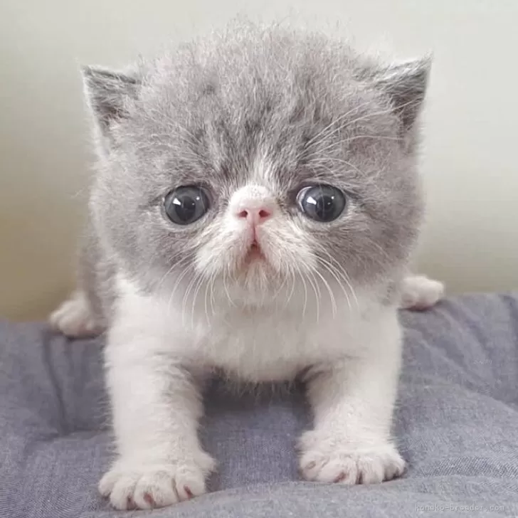 りー 様のお迎えした子猫