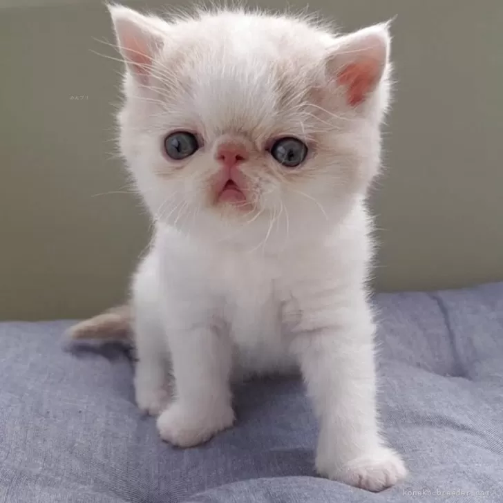 ID：2504-03609の子猫