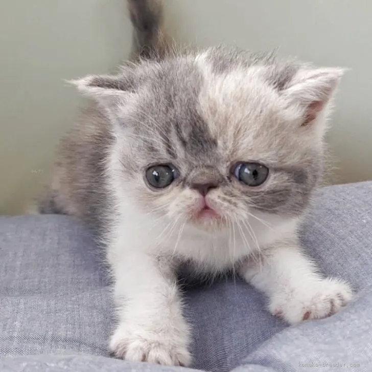 A.M 様のお迎えした子猫