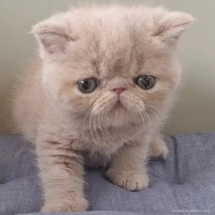 asu. 様のお迎えした子猫