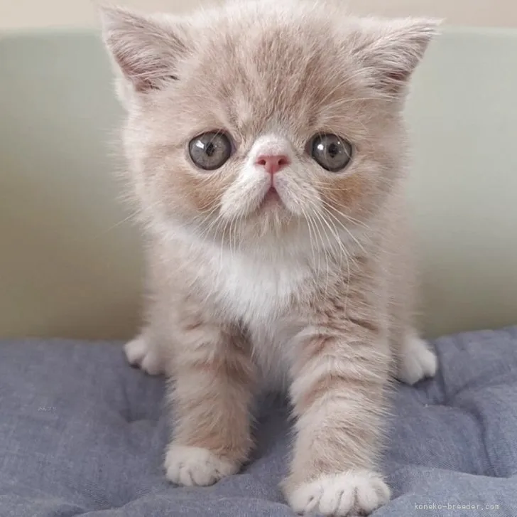 ID：2608-51874の子猫