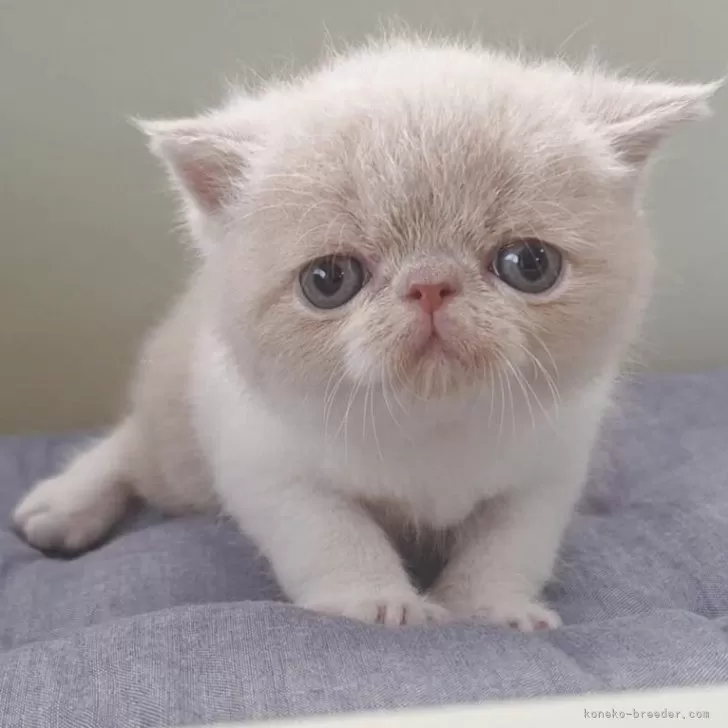 M.H 様のお迎えした子猫