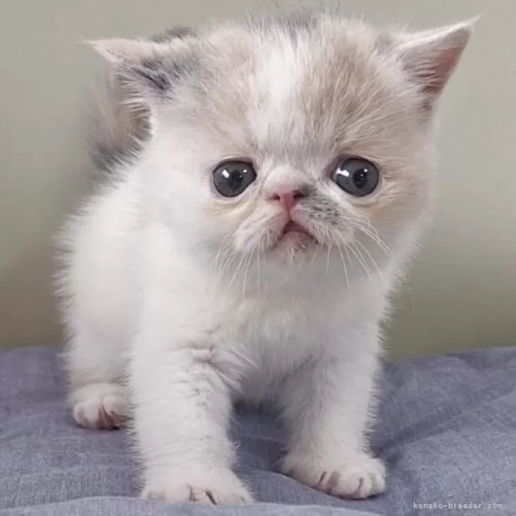 ID：2605-02512の子猫