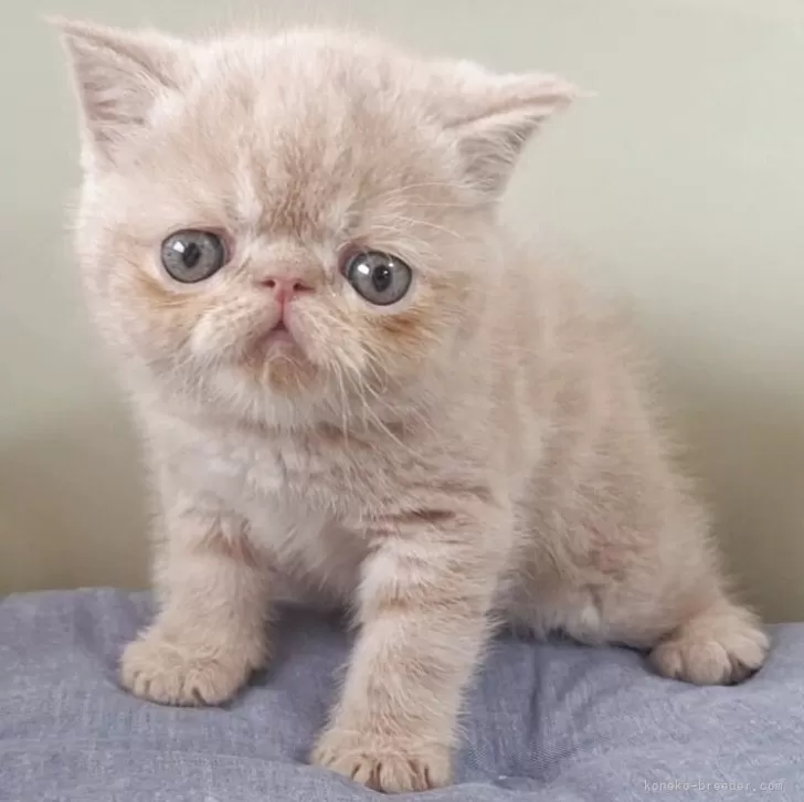 Y 様のお迎えした子猫