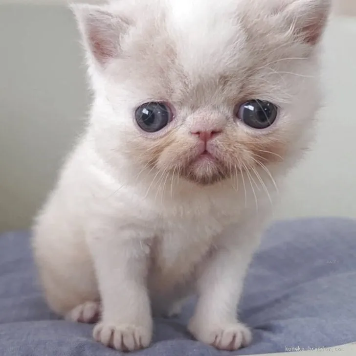 A N 様のお迎えした子猫