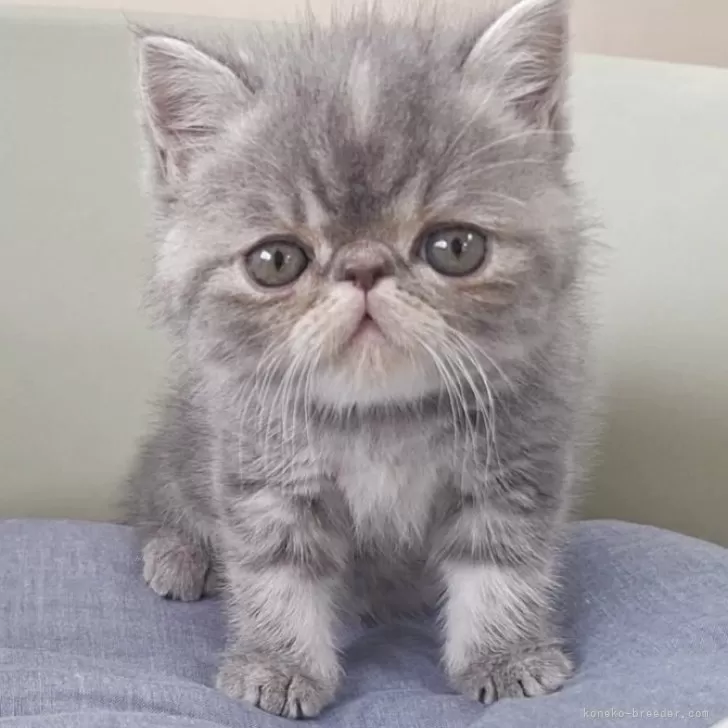 ID：2604-02695の子猫