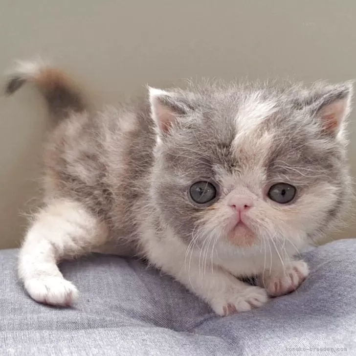ID：2510-03029の子猫