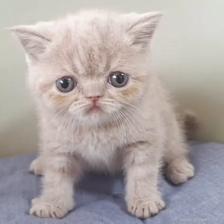 ID：2605-02524の子猫