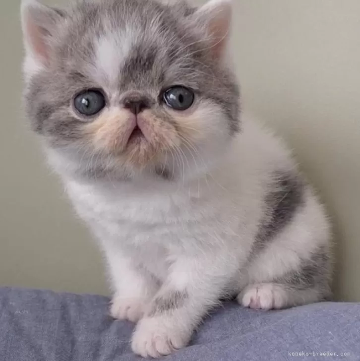ID:2503-01834の子猫