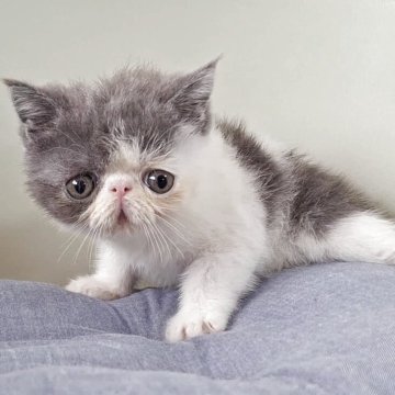 エキゾチックショートヘア【岐阜県・男の子・2025年8月6日・ブルーホワイト】の写真「募集期間残りわずか!お早めにご検討お願いします!」