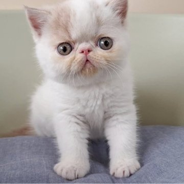 エキゾチックショートヘア【岐阜県・男の子・2025年4月4日・クリームホワイト】の写真「とてもかわいい男の子です!」