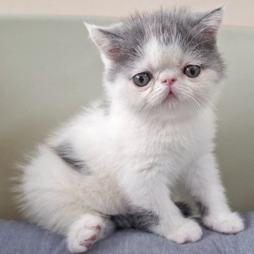 エキゾチックショートヘア