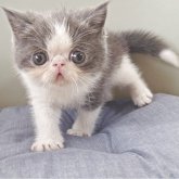 エキゾチックショートヘア