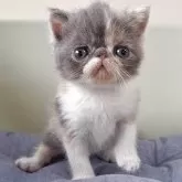 エキゾチックショートヘア