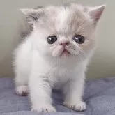エキゾチックショートヘア