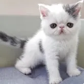 エキゾチックショートヘア