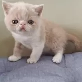 エキゾチックショートヘア