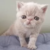 エキゾチックショートヘア