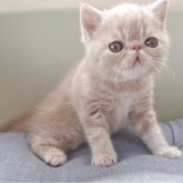 エキゾチックショートヘア